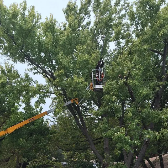 Aspen Tree Service — photo from the business 8