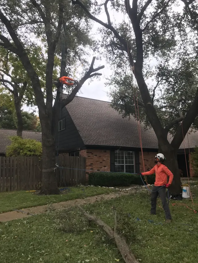 Aspen Tree Service — photo from the business 7