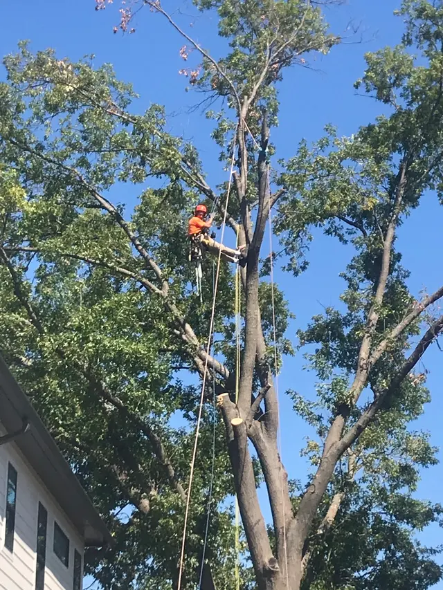 Aspen Tree Service — photo from the business 4