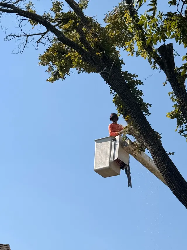 Aspen Tree Service — photo from the business 9