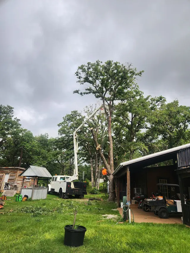 Customer photo of work by Aspen Tree Service, from Unbelievable Bullshit's review