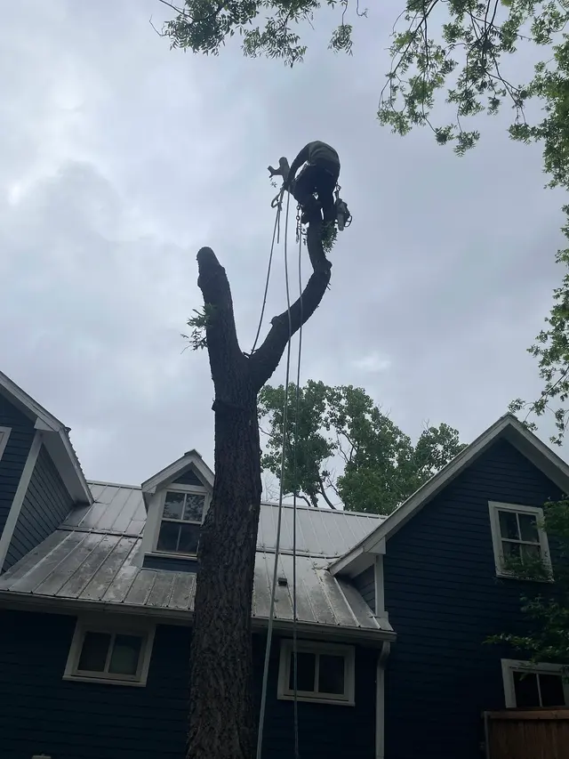 Aspen Tree Service — photo from the business 3