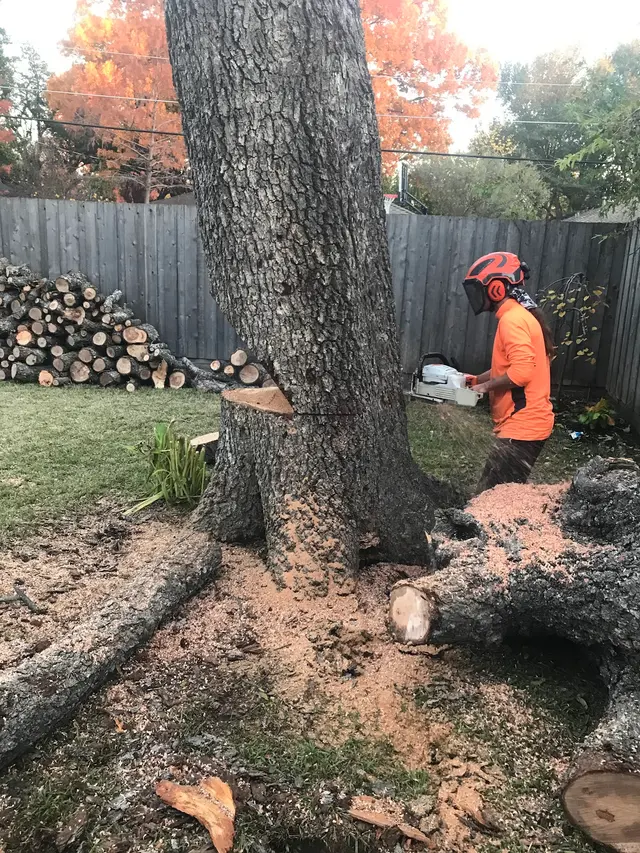 Aspen Tree Service — photo from the business 5