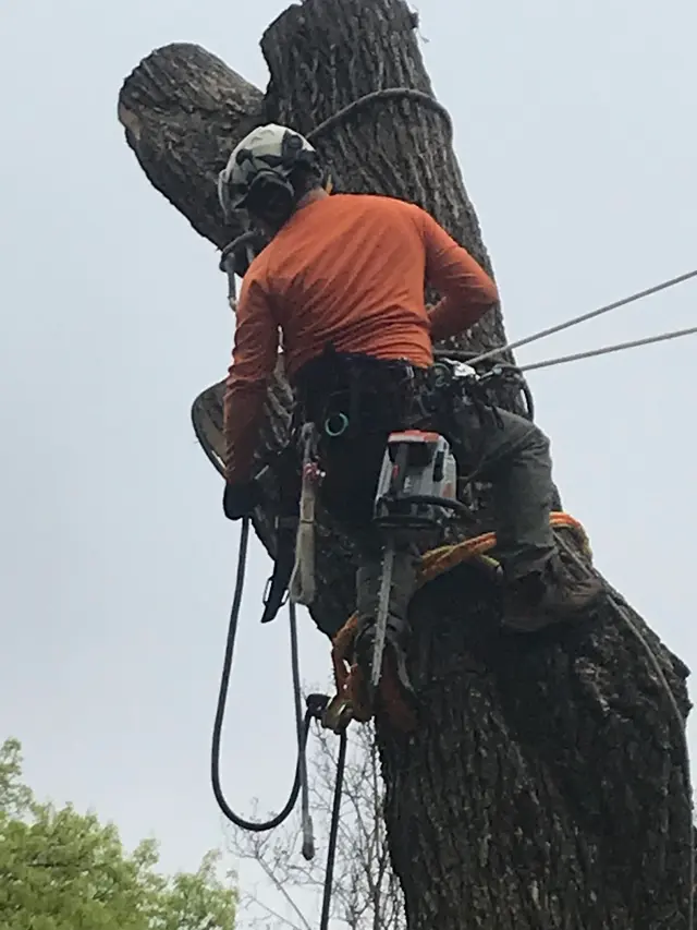 Aspen Tree Service — photo from the business 12