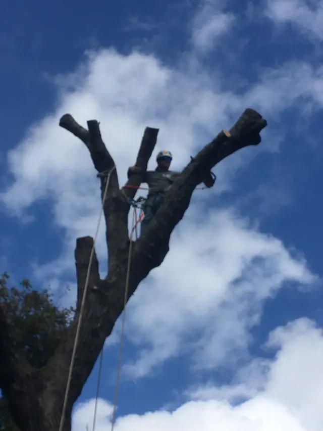 Aspen Tree Service — photo from the business 1