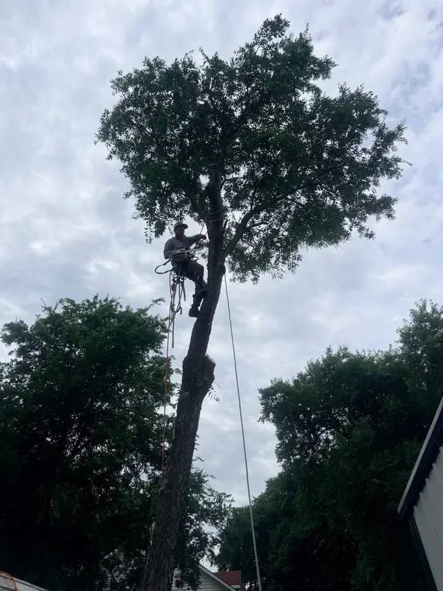 Erik's Tree & Lawn Care Services — photo from the business 9