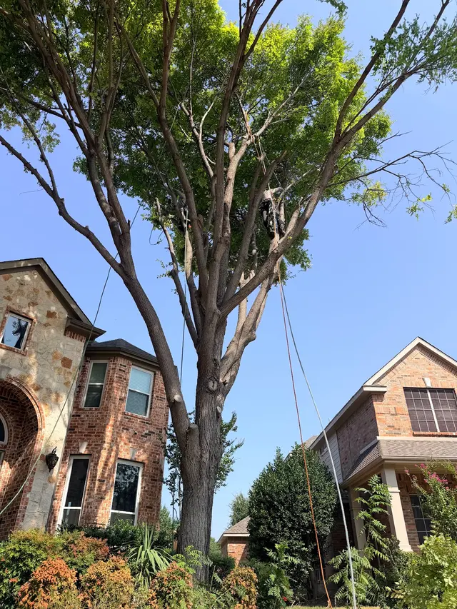 Erik's Tree & Lawn Care Services — photo from the business 3