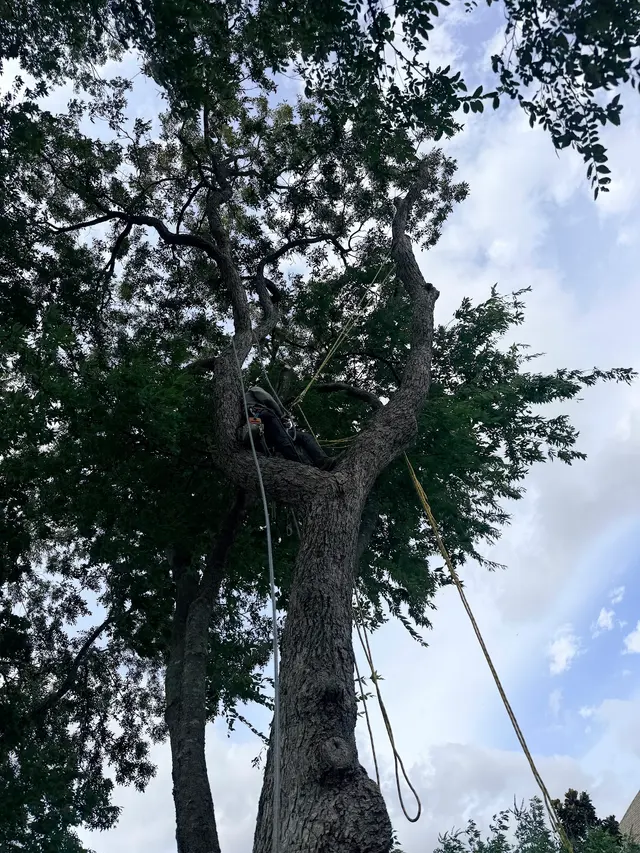Erik's Tree & Lawn Care Services — photo from the business 2