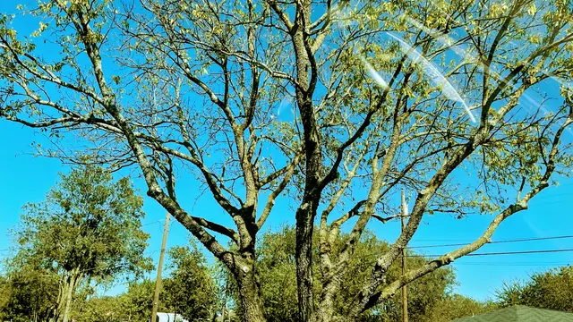 Erik's Tree & Lawn Care Services — photo from the business 1