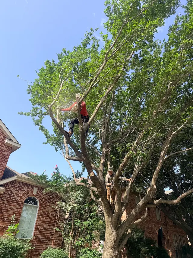 Erik's Tree & Lawn Care Services — photo from the business 5