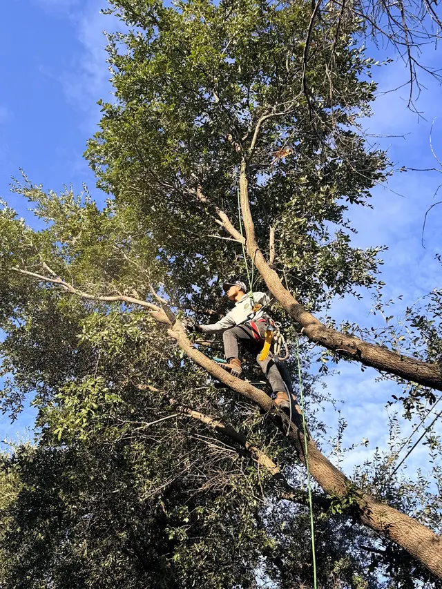 Erik's Tree & Lawn Care Services — photo from the business 7