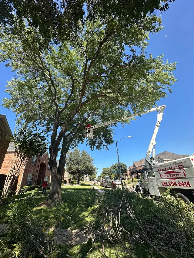 Parker Tree Service — customer photo 3