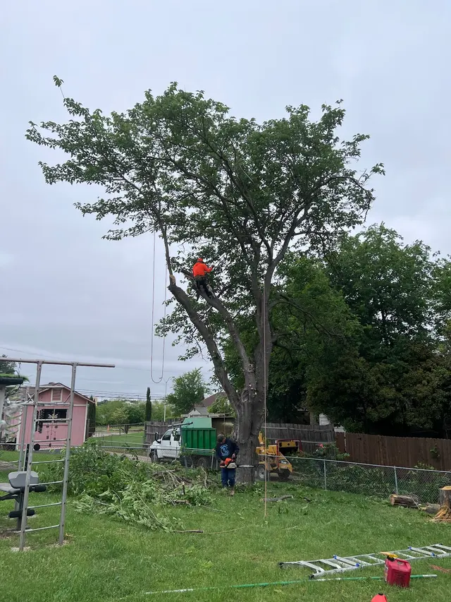 Urban Tree Services — customer photo 8