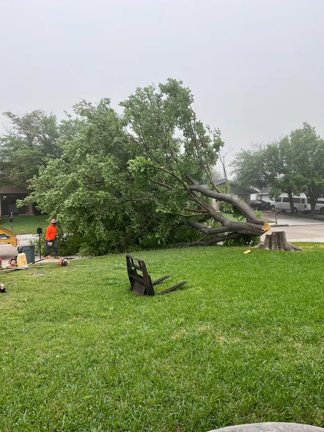 Urban Tree Services — customer photo 11