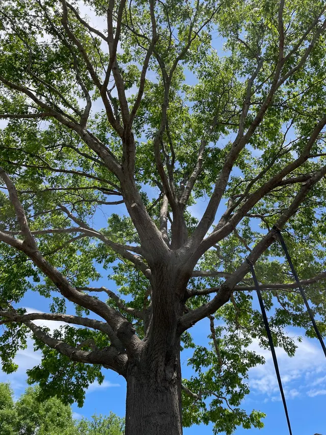 Urban Tree Services — customer photo 12