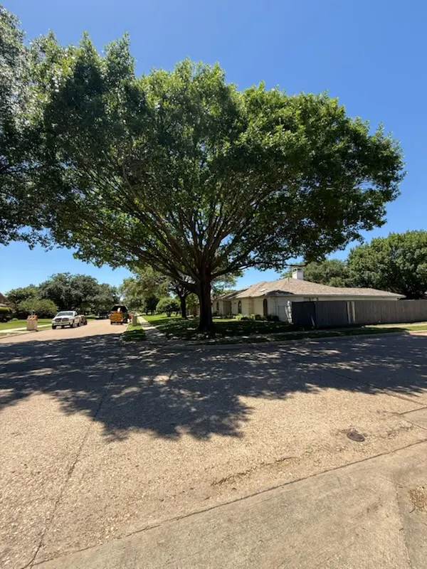 Customer photo of work by Urban Tree Services, from Max Warren's review