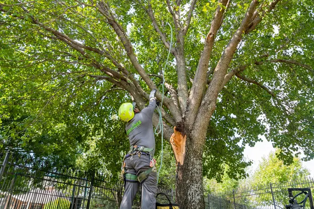 Urban Tree Services — photo from the business 2