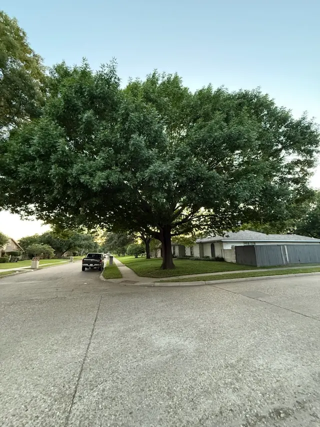 Urban Tree Services — customer photo 9