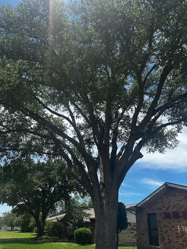 Monster Tree Service of Plano — customer photo 11