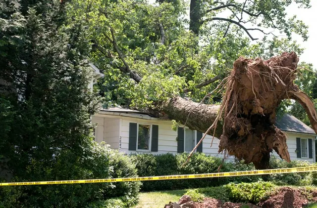Monster Tree Service of Plano — photo from the business 4