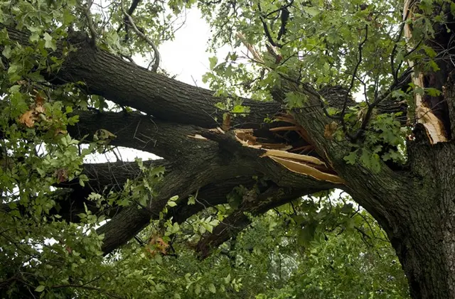 Monster Tree Service of Plano — photo from the business 10