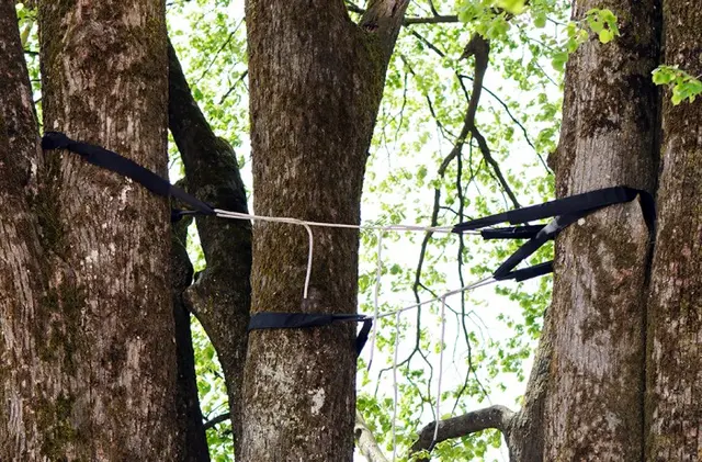 Monster Tree Service of Plano — photo from the business 8