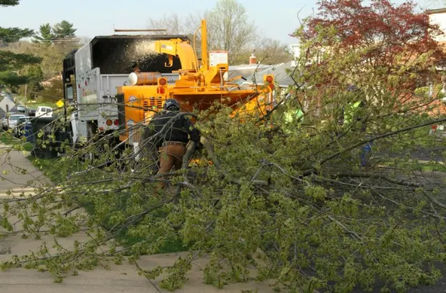Monster Tree Service of Plano — photo from the business 7