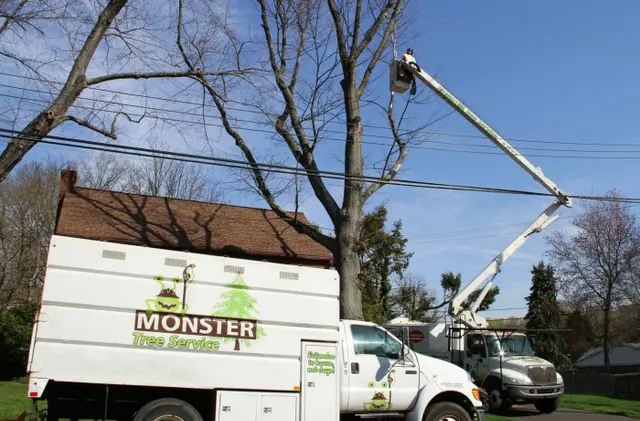 Monster Tree Service of Plano — photo from the business 5