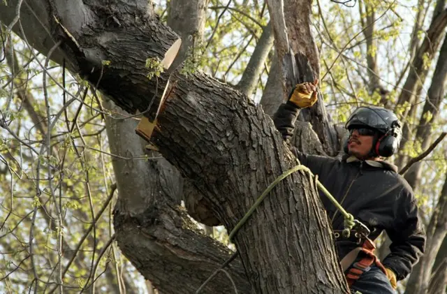 Monster Tree Service of Plano — photo from the business 2