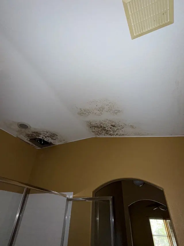 Microscope Mold and Water Damage Restoration — photo from the business 3