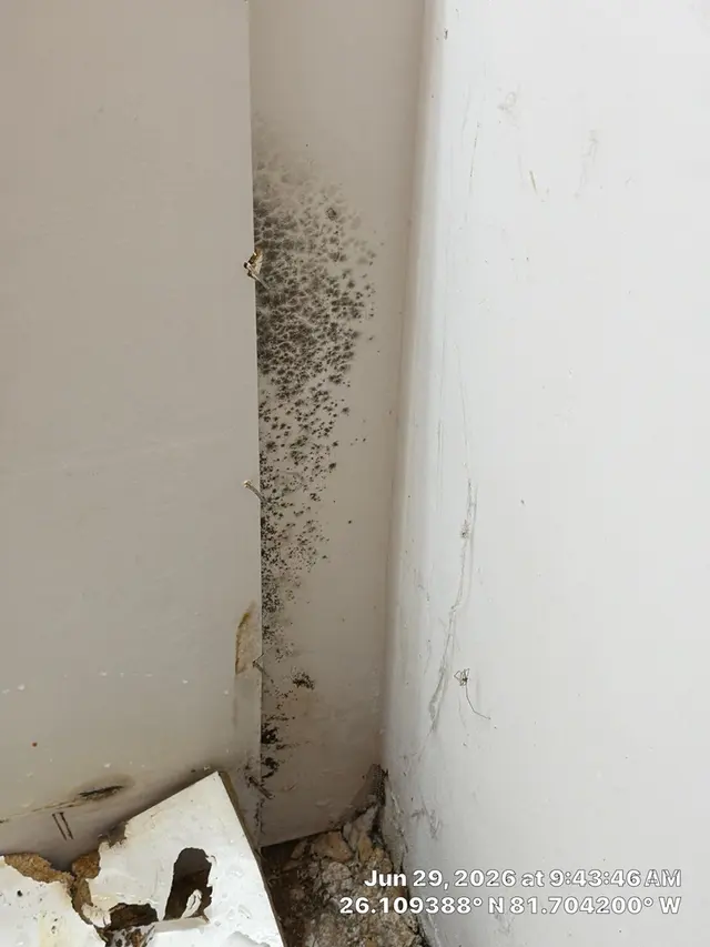 Microscope Mold and Water Damage Restoration — photo from the business 6