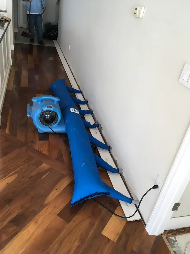 Microscope Mold and Water Damage Restoration — photo from the business 10