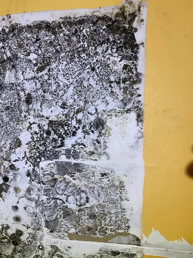 iMold Cleaning and Restoration - Water Damage and Mold Removal Specialists — photo from the business 7