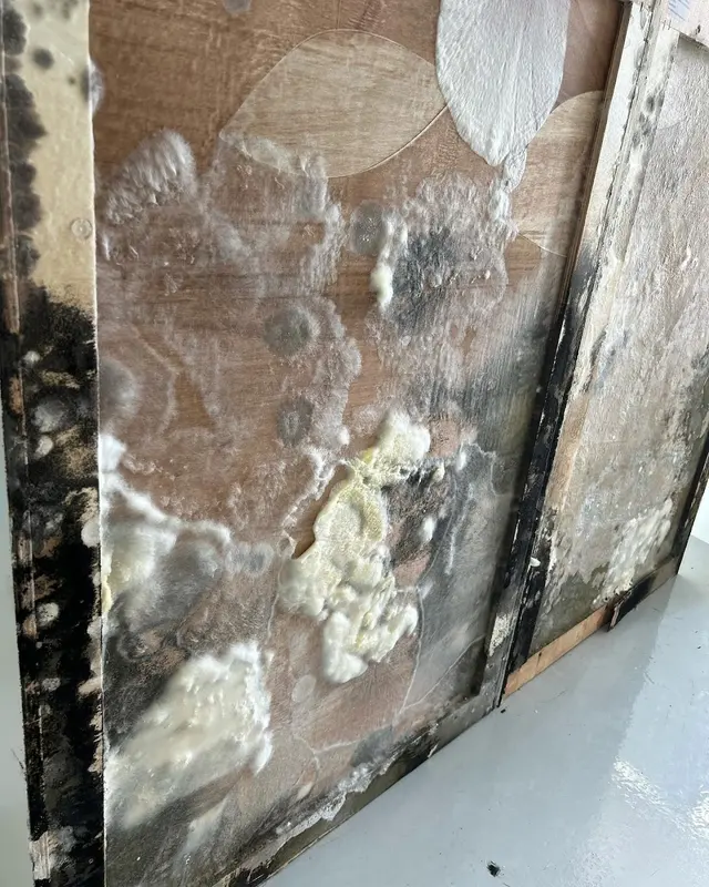 iMold Cleaning and Restoration - Water Damage and Mold Removal Specialists — photo from the business 5