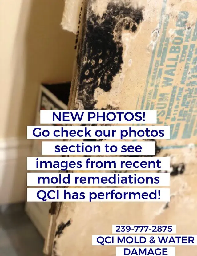 QCI Mold and Water Damage — photo from the business 4