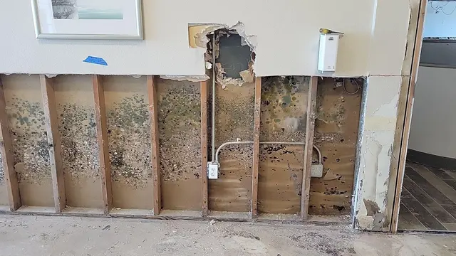 QCI Mold and Water Damage — photo from the business 1