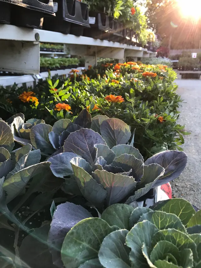 The Growing Place Garden Center — photo from the business 7