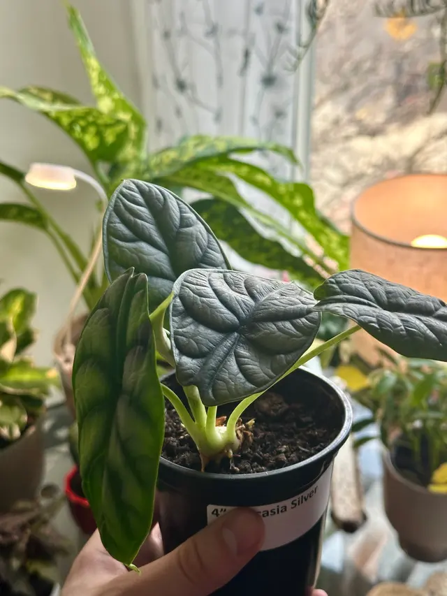 Empowering Gardens — customer photo 6