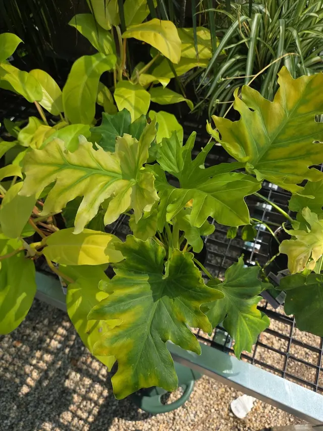Empowering Gardens — customer photo 12