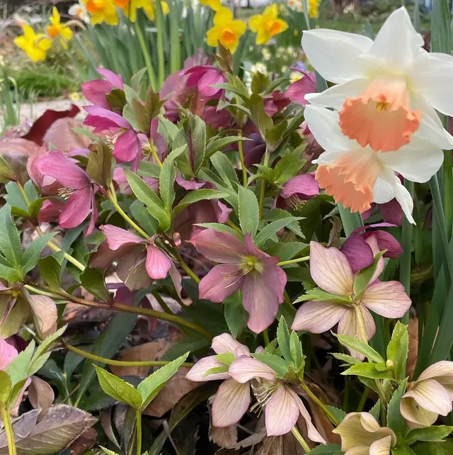 Nurtured Roots Gardening — photo from the business 8