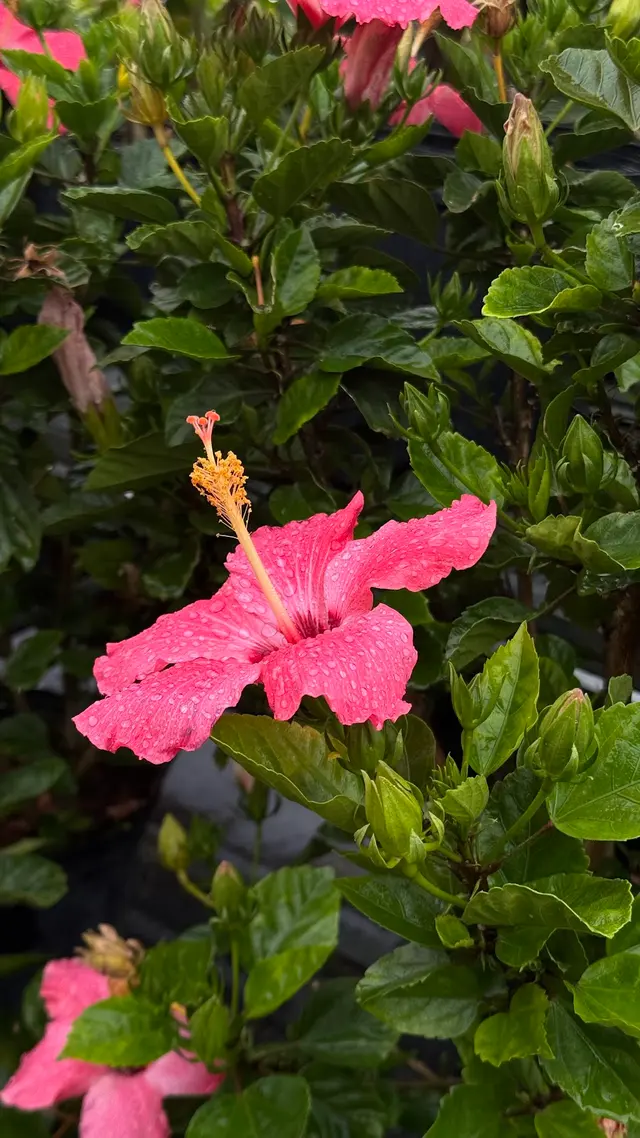Good Earth Greenhouse LLC — customer photo 5