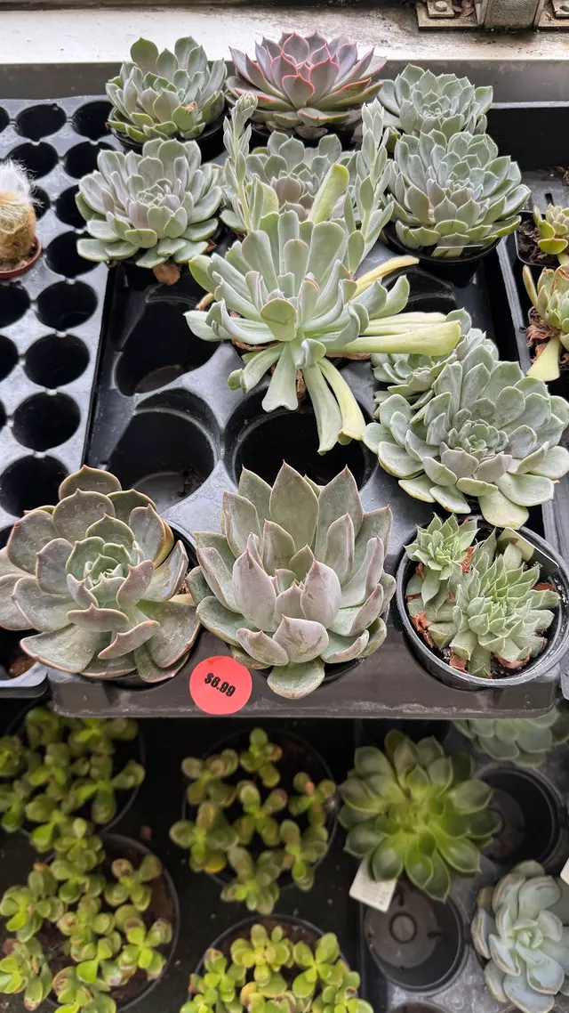 Good Earth Greenhouse LLC — customer photo 9