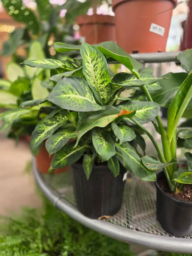 Good Earth Greenhouse LLC — customer photo 7