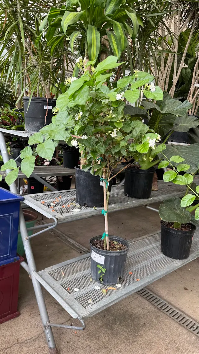 Good Earth Greenhouse LLC — customer photo 10