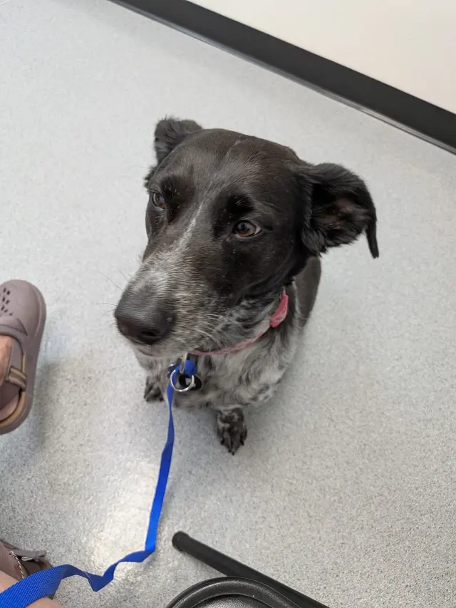 Manzano Animal Clinic — customer photo 2