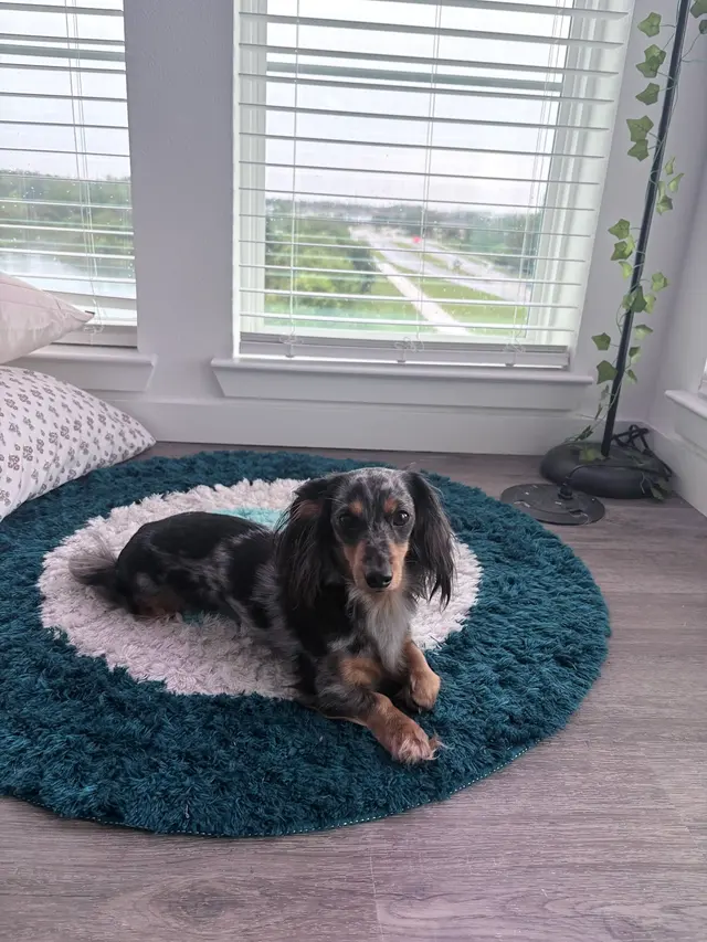 Customer photo of work by Taylor Ranch Veterinary Hospital, from Christina's review