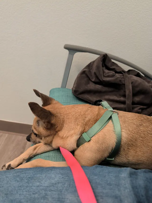 Taylor Ranch Veterinary Hospital — customer photo 6