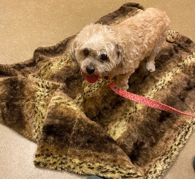 Taylor Ranch Veterinary Hospital — customer photo 2