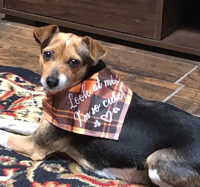 Taylor Ranch Veterinary Hospital — customer photo 12