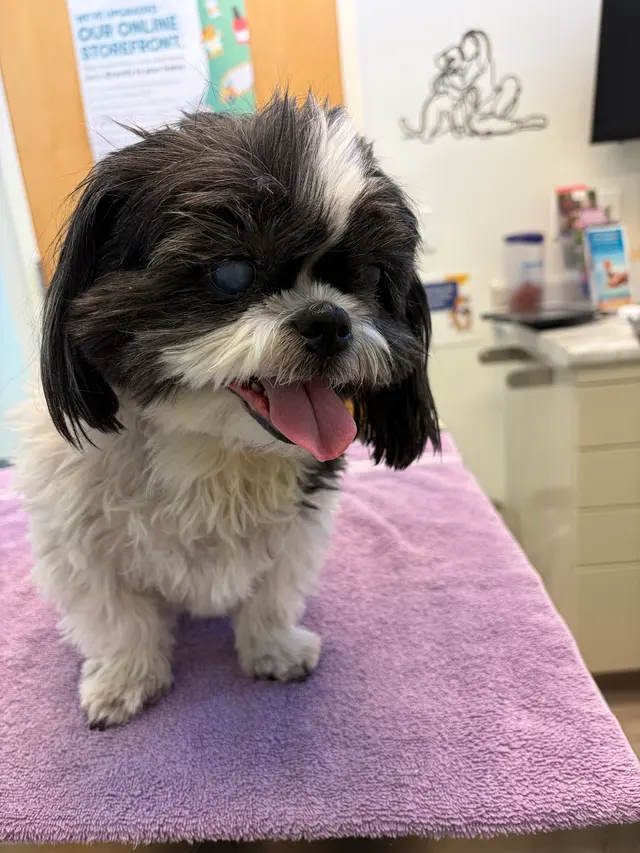Taylor Ranch Veterinary Hospital — customer photo 3
